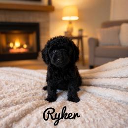 Ryker - Phantom male Goldendoodle puppy in Warrensburg, Missouri from Supreme Doodles