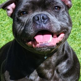 Mystique - Staffordshire Bull Terrier