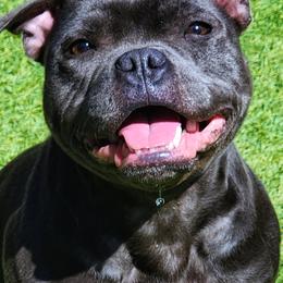Mystique - Staffordshire Bull Terrier