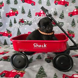 Shock - Black male Pug puppy in Greenville, North Carolina from Happy Pugs & Huskies