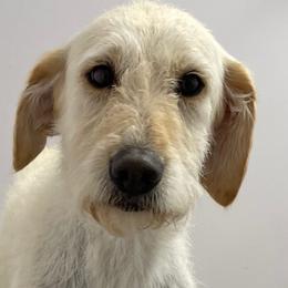 Macy - Labradoodle