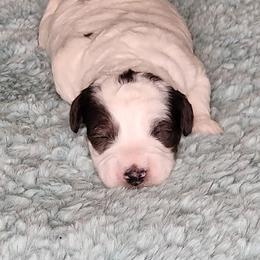 Dolly - Merle female Bernedoodle puppy in Lima, Ohio from Hommel’s Mini Darling Doodles