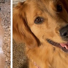 Priscilla - Golden Retriever