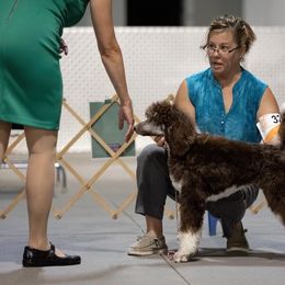 Poodle All Grown Up from Heartland Standard Poodles