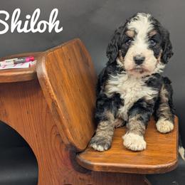 Shiloh - Tri-color female Bernedoodle puppy in Lancaster, Minnesota from Richardville Hunde