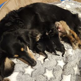 Dachshund puppies from Mac Fam Dachshunds