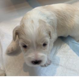 Ace - Parti male Miniature Schnauzer puppy in Corona, California from 92882 Schnauzerville