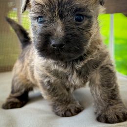 Angus - Wheaten brindle male Cairn Terrier puppy in St. Joseph, Missouri from Stone & Thistle Cairn Terriers