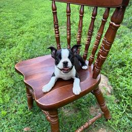 Elliot - Black brindle and white male Boston Terrier puppy in London, Kentucky from Puppy Love