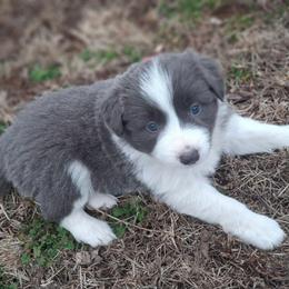 Nora - White and blue female Border Collie puppy in Ripley, Oklahoma from Adventure5 Border Collies