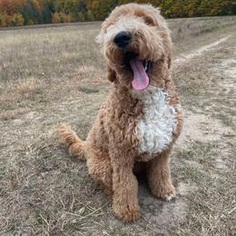 Goldendoodle Puppies from Hannah Mae Doodles