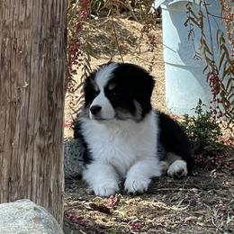 Miniature Australian Shepherd Puppies from DLT MiniAussie