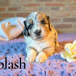 Splash - Blue merle female Aussiedoodle puppy in Ellenburg Center, New York from Kristin's Puppies