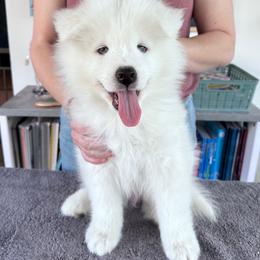 Boy 2 - White male Samoyed puppy in Tampa, Florida from Icecrown Samoyeds