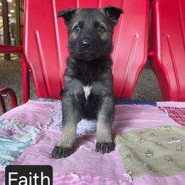 Faith - Sable female German Shepherd puppy in Cave City, Arkansas from Bayou Valley Shepherds and American Hunt Terriers