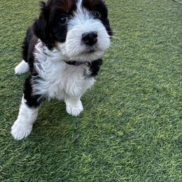 Aussiedoodle Puppies from Penny’s Pals