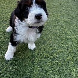 Aussiedoodle Puppies from Penny’s Pals