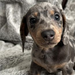 Dachshunds from Mini Dixie’s of Eastern KY