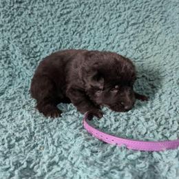 Purple - Black female German Shepherd puppy in Motley, Minnesota from Von Thomson Haus