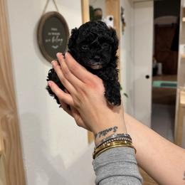 Poodle Puppies from Avcpoodles