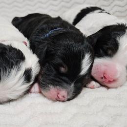 Pippin - Tri-color male Bernedoodle puppy in Granton, Wisconsin from Rose River Farms