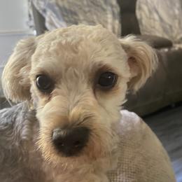 Tilly - Shihpoo