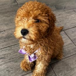 Lafayette - Red  male Goldendoodle puppy in Camden, North Carolina from Oopsie Doodles of NC