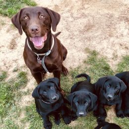 Labrador Retrievers from Broneck Kennels LLC