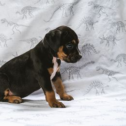 Boy 7 - Black American Bully puppy in Oak Grove, Kentucky from Warhorse Kennel