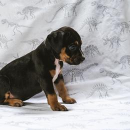 Boy 7 - Black American Bully puppy in Oak Grove, Kentucky from Warhorse Kennel