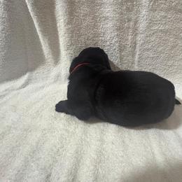 German Shepherd and Newfoundland Puppies from Tampa Bay Farm