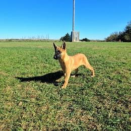 Willow - Fawn female Belgian Malinois puppy in Lincoln, Nebraska from Nebraska K9