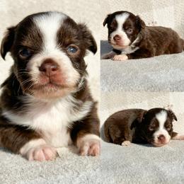 Red tri female 2 - Red tri female Toy Australian Shepherd puppy in Brooker, Florida from Honey, I Shrunk the Aussies