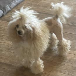 Bo - Poodle