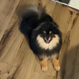 Reign - Black and tan male Pomeranian puppy in Coleman, Oklahoma from Pretty Poms