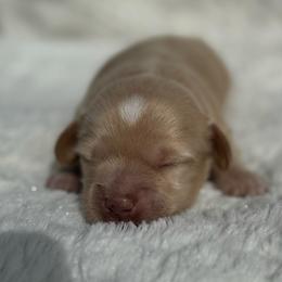 Champagne - Cream male Dachshund puppy in Burleson, Texas from Sarah’s Dachshies