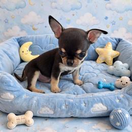 Jackson - Black and tan male Chihuahua puppy in Cape Coral, Florida from Inspired Chihuahuas