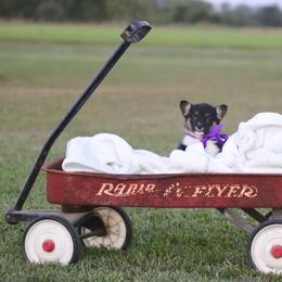 Girl 1 Purple - Black and tan female Pembroke Welsh Corgi puppy in Ville Platte, Louisiana from Flat town corgis