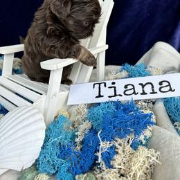 Shih Tzu Puppies from LaDawn’s Little Lions