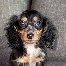 Little rascal - Dapple male Dachshund puppy in Tonopah, Arizona from Brandie's Dachshunds