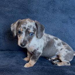 Stormy - Dapple female Dachshund puppy in Escalon, California from Dashing Dachshunds RF