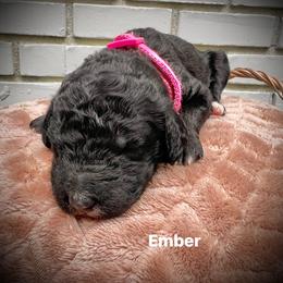 Ember - Black female Poodle puppy in Athens, Georgia from Alexander’s Standard Poodles
