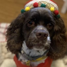 Cocker Spaniel All Grown Up from Trulove Cocker Spaniels