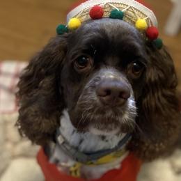 Cocker Spaniel All Grown Up from Trulove Cocker Spaniels