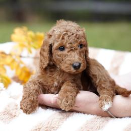 Stella - Red  female Goldendoodle puppy in Spokane, Washington from Puppy Love