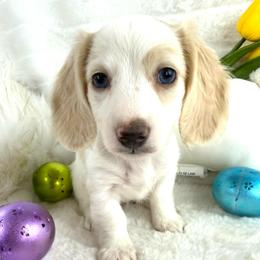Miley's boy - Cream male Dachshund puppy in Mineral Wells, Texas from Chilidog Dachshunds