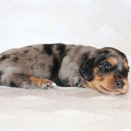 Puppy 3- (f) dapple - Dapple female Dachshund puppy in North Auburn, California from Northern Doxie