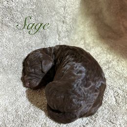 Sage - Phantom female Poodle puppy in Albany, Oregon from Mount Zion Kennels
