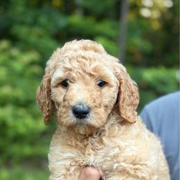 Orange - Apricot male Goldendoodle puppy in Ranger, Georgia from Muscadine Meadows Poodles and Doodles