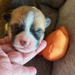 Red female - Red female Pembroke Welsh Corgi puppy in Riverside, California from Four Aces Corgis